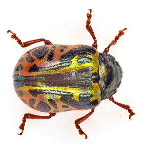 CHRYSOMELIDAE CASSIDINAE